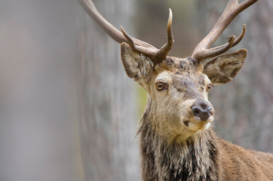 Portrait of single adult stag standing in pine forest