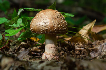 this mushroom is an amanita rubescens and it grows in the forest