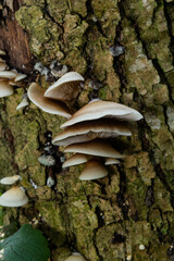 Fototapeta premium The Pale Oyster Pleurotus pulmonarius is an edible mushroom , stacked macro photo