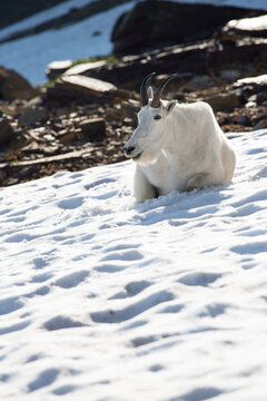 A mountain goat lies on a snow field in Glacier National Park, Montana.