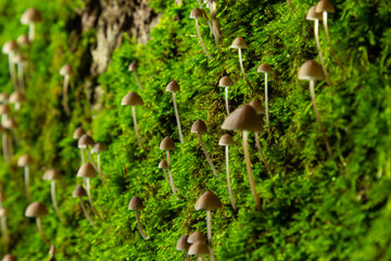 Mushroom Mycena galopus grows on green moss in the forest