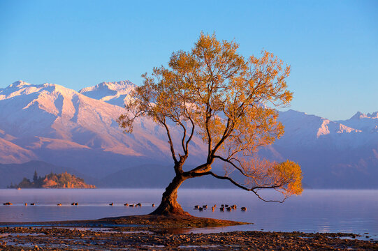 Famous Wanaka Lake Tree In New Zealand