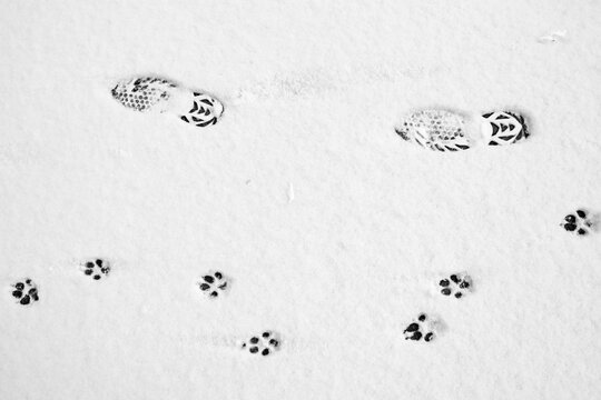 Dog And Human Footprints On A Road In The Snow.