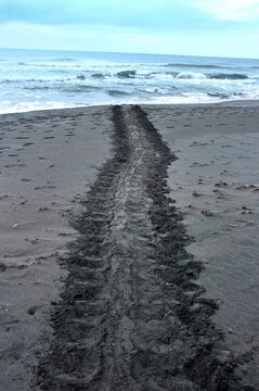 Turtle tracks