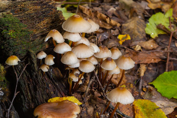 Magic mushrooms growing on moss. Most probably Mycena galericulata