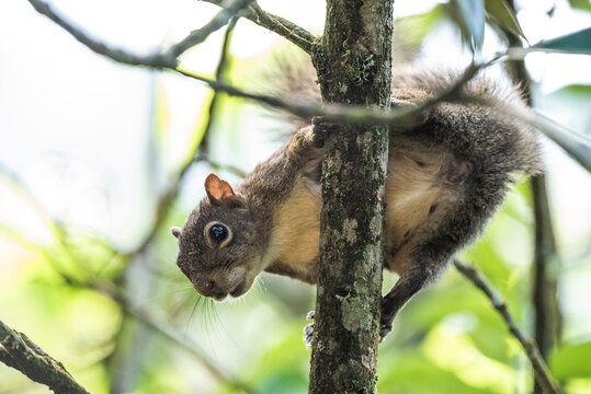 Squirrel on tree,&acirc;&euro;&nbsp;Serrinha&acirc;&euro;&nbsp;do&acirc;&euro;&nbsp;Alambari&acirc;&euro;&nbsp;Ecological Reserve, Serra&acirc;&euro;&nbsp;da&acirc;&euro;&nbsp;Mantiqueira, Rio&acirc;&euro;&nbsp;de&acirc;&euro;&nbsp;Janeiro, Brazil