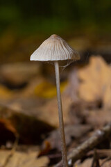 Mushroom Mycena galopus grows on green moss in the forest