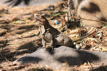 iguana at mud spring
