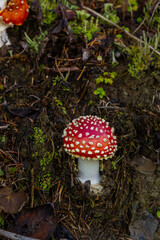 Close-up of a Amanita poisonous mushroom in nature. Fly amanita Amanita muscaria mushroom