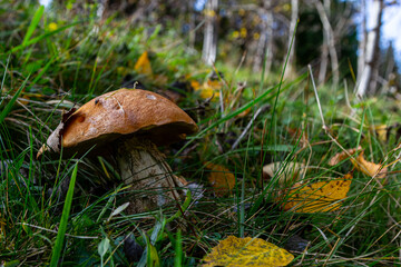 Leccinum aurantiacum or rough-stemmed bolete mushrooms growing in the moss. Wild mushroom growing in forest. Ukraine