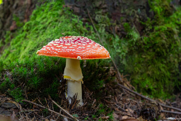 Close-up of a Amanita poisonous mushroom in nature. Fly amanita Amanita muscaria mushroom