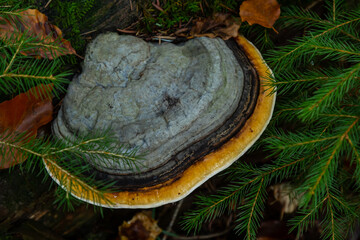 Fomes fomentarius, commonly known as the tinder fungus, false tinder fungus, hoof fungus, tinder...