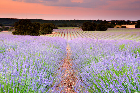 Lavender field, Brihuega, Guadalajara province, Castilla&Acirc;&nbsp;La&Acirc;&nbsp;Mancha, Spain