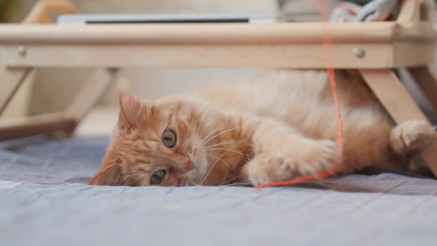 Curious ginger cat looks on sunbeams. Fluffy pet is playing with orange thread of yarn. Tray with laptop at cozy home.