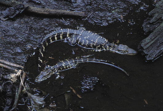 Alligators rest in the waters of a Florida preserve, USA.