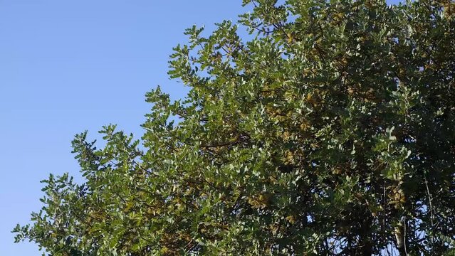 albero di carrube