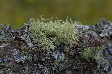 Closeup of lichen Usnea Filipendula and a parasite plant in a tree branch. Photo taken in the morning with the dew drops