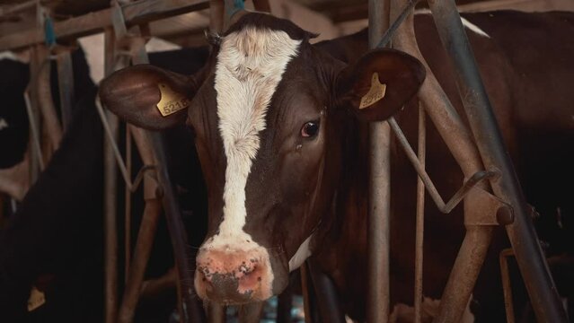 Close up shot of brown cow standing in stall and looking at camera. Cattle in stable in barn at animal farm. Cow with tags in ears. Dairy factory. Milk and meat production. Cowshed concept