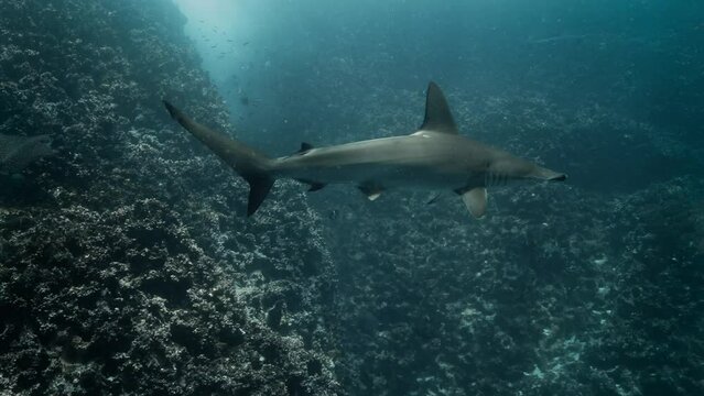 Close look at a grey Hammer shark at the bottom of the ocean.