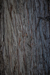 bark of a tree close up