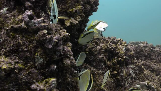 Beautiful underwater shot of Barberfish in the Pacific ocean.