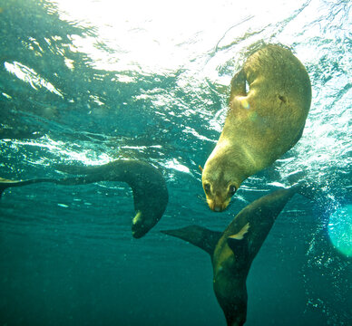 Cape fur seals in False Bay in the Cape of South Africa