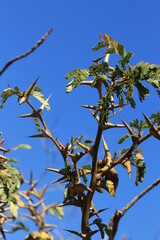 thorny acacia tree