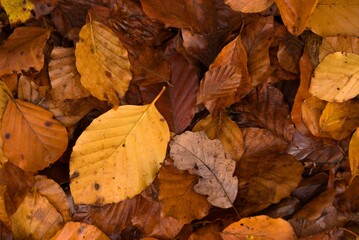 Closeup of a pile of autumn leaves
