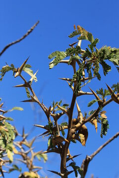 thorny acacia tree