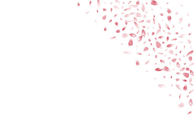 Color Cherry Petal Vector White Background.