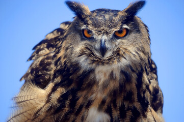 EAGLE OWL