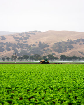 A lettuce field in the Salinas Valley, California.
