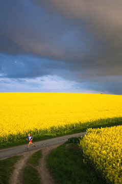 A woman running through the rolling hills of the Danish island of F&iuml;&frac34;&Yuml;nen that are shining yellow from the canola fields in full b