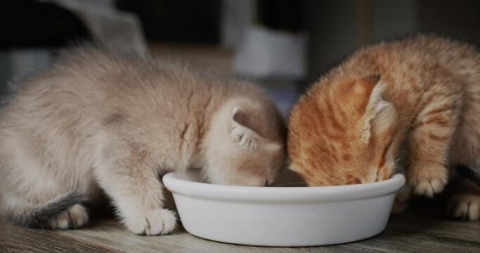 Beautiful fluffy kittens eat from a bowl