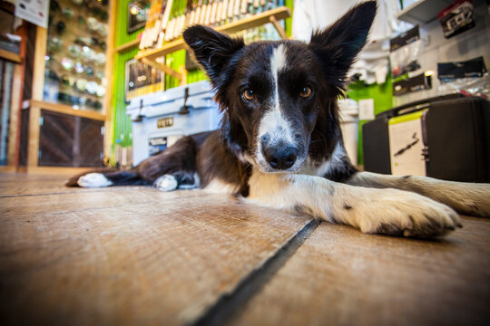 Marley the Border Collie shop dog on a wooden floor in a fly shop.