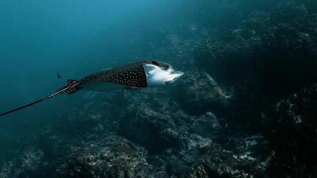 Spotted eagle ray swimming in the deep water of the Pacific ocean.
