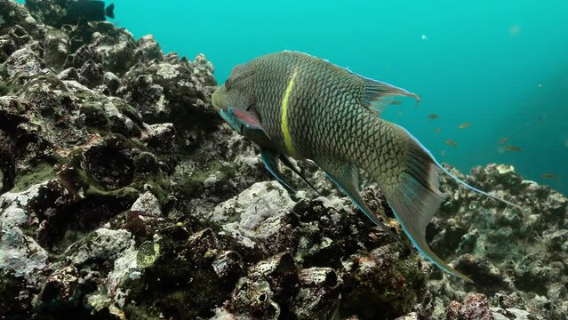 Closeup shot of streamer hogfish swimming alone.