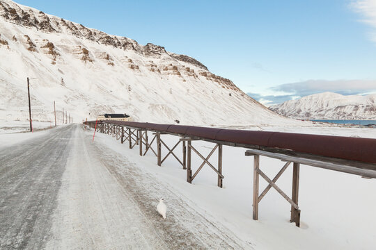 A Svalbard rock ptarmigan (Lagopus muta hyperborea) on a road in Longyearbyen, Svalbard.