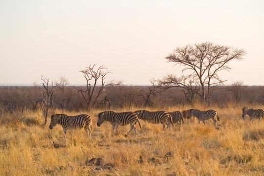 A group of zebra's cross a grassy area in front of trees on the Madikwe Game Reserve, South Africa.