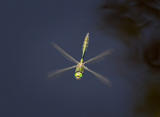 Metallisch grün schimmernde Libelle im Flug über einem dunkelblauen Bachlauf