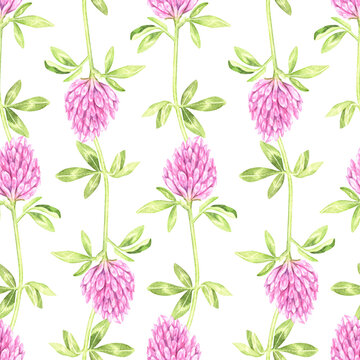 Seamless pattern blooming clover. St.Patrick 's Day. Watercolor illustration. Isolated on a white background. For your design packages of seeds, goods for a garden, fabrics, wallpaper