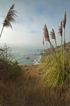 Andean Pampas Grass (Cortaderia jubata) frames ocean cove near Westport, California