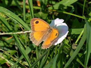 Hübscher orangefarbener Schmetterling, der mit offenen Flügeln auf einer weißen Blüte einer Ackerwinde (Convolvulus arvensis) ruht