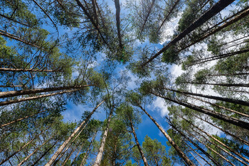 view from below to the cold pine forest, behind the treetops there is a view of the blue, beautiful sunny sky