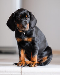 Obraz premium Junger, sitzender, schwarzer Hundewelpe