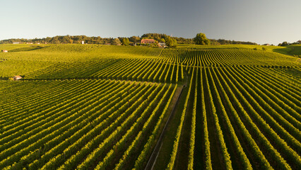 Green vineyards at sunset