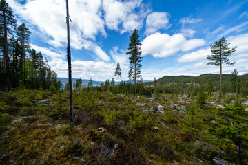 a forest clearing in clans where there are some big trees behind which is a beautiful blue sky with fluffy white clouds