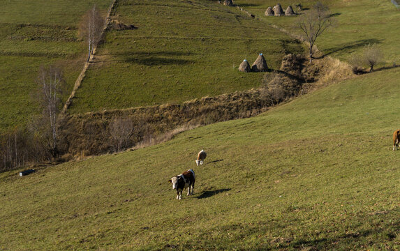 Cows in the meadow, Pestera Village, Brasov, Romania 