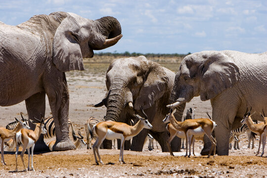 A large group of animals at a watering hole in Etosha National Park, Namibia.