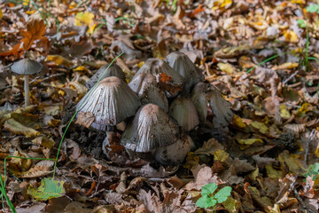 Des champignons sur un sol remplis de feuille 